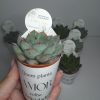 TAGS PARA VASOS_2